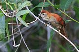 Rusty-backed Spinetailborder=